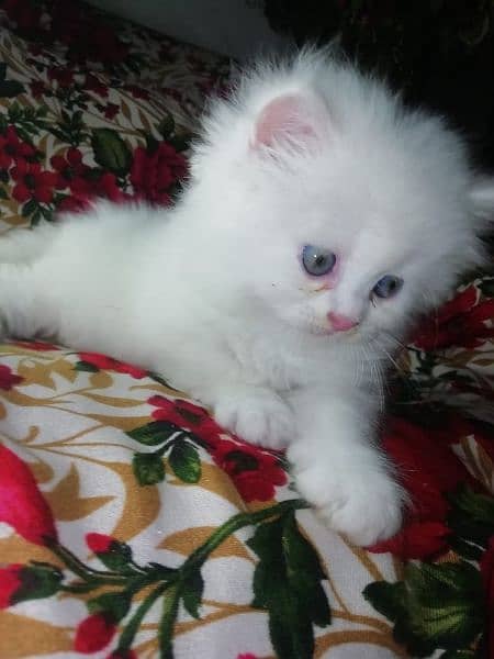 pershion Tripple cooted Punch face kittens for sale 0