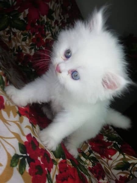 pershion Tripple cooted Punch face kittens for sale 1