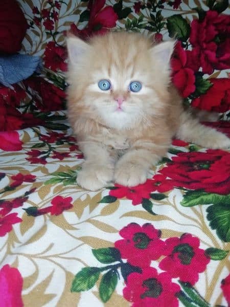 pershion Tripple cooted Punch face kittens for sale 2
