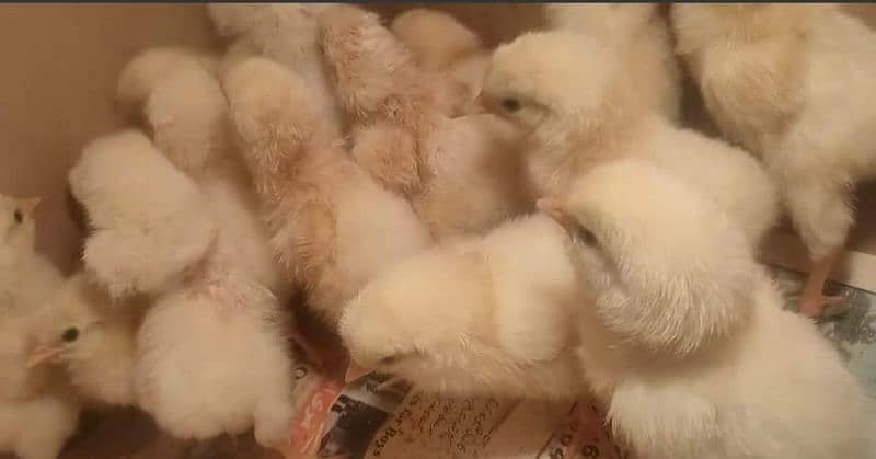 Eggs chicks hens  light sussex 7