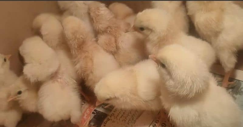 Eggs chicks hens  light sussex 9