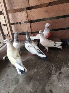 high quality pigeons for sale breeder pair h