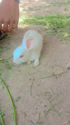 Adorable Rabbit for Sale - Perfect Pet for Your Home!