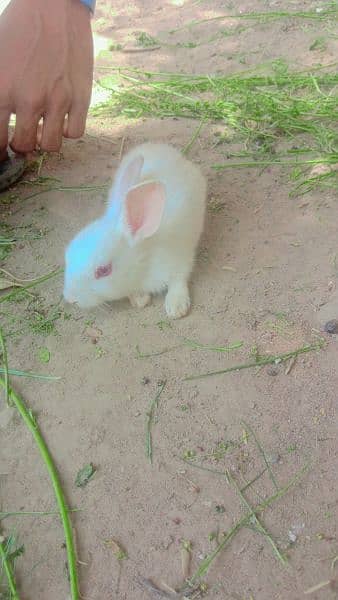 Adorable Rabbit for Sale - Perfect Pet for Your Home! 0