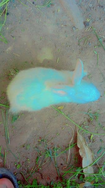 Adorable Rabbit for Sale - Perfect Pet for Your Home! 2