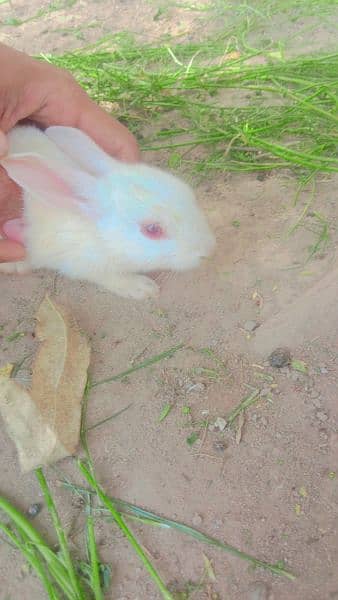 Adorable Rabbit for Sale - Perfect Pet for Your Home! 3