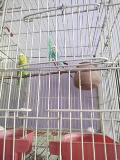parrots breeder pair sath men aik bacha male aik cage2×1.5 size 3000 0