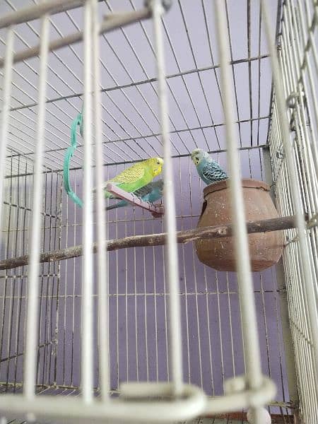 parrots breeder pair sath men aik bacha male aik cage2×1.5 size 3000 1