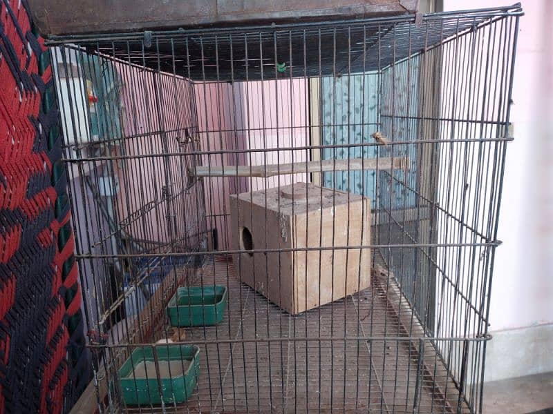parrots breeder pair sath men aik bacha male aik cage2×1.5 size 3000 2