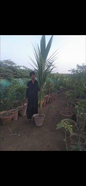 coconut tree for sale 1