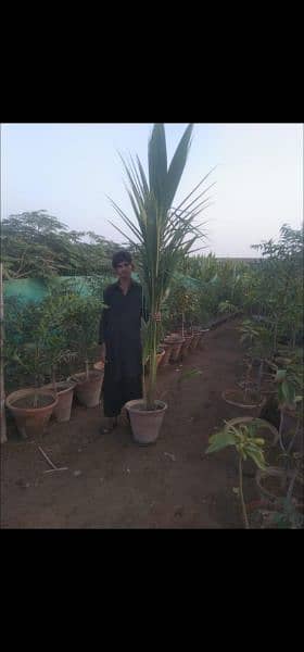 coconut tree for sale 3