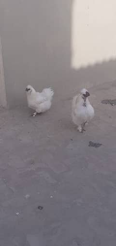 Silky pair for sale parrot chiks be for sale ha 0