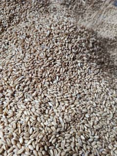 Wheat (gandum) for sale 0