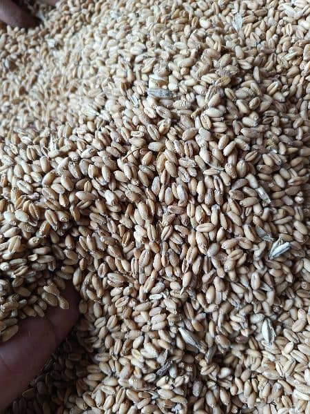 Wheat (gandum) for sale 1
