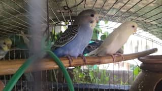 5 Australian parrots with cage for sale