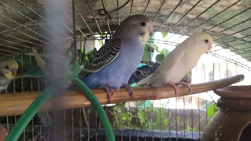 5 Australian parrots with cage for sale 0