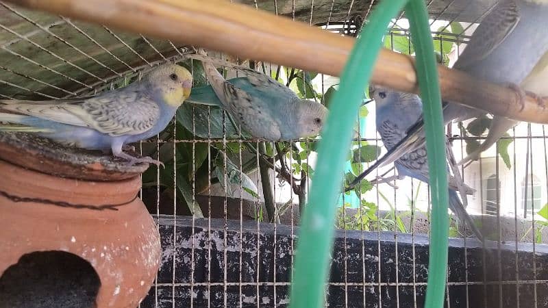 5 Australian parrots with cage for sale 1