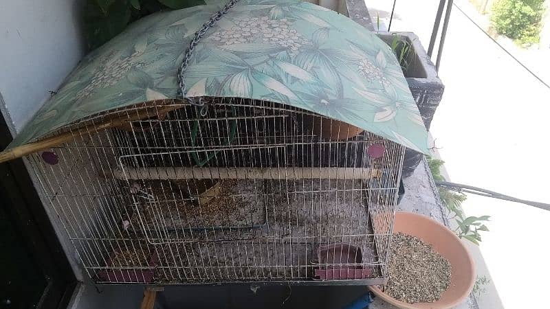 5 Australian parrots with cage for sale 3