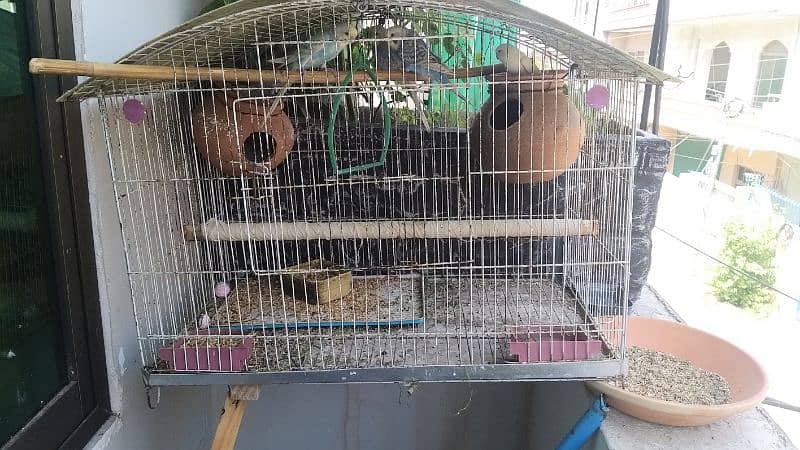 5 Australian parrots with cage for sale 4