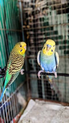 Full Hand Tamed Budgies Chicks are available Now. Healthy and Active 0