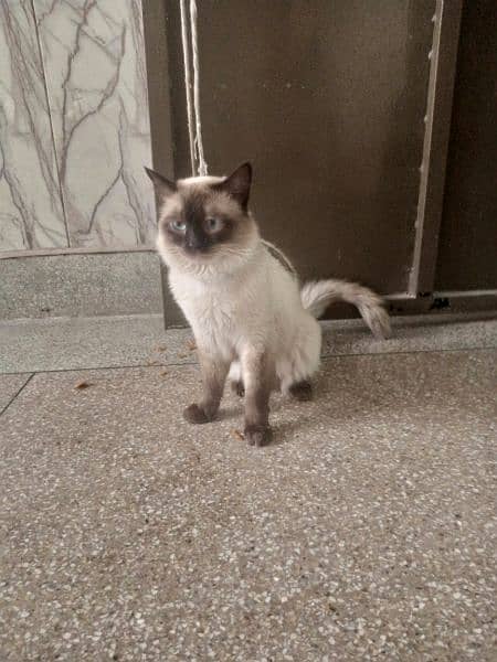 Siamese cat red and blue eyes for sale. 1