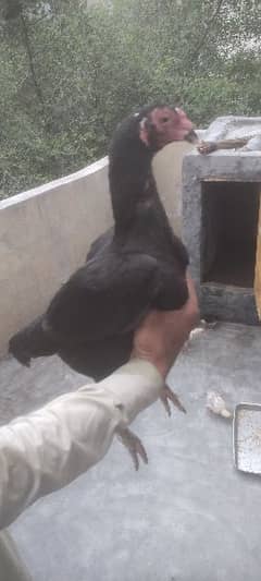 Lasani hen with chicks