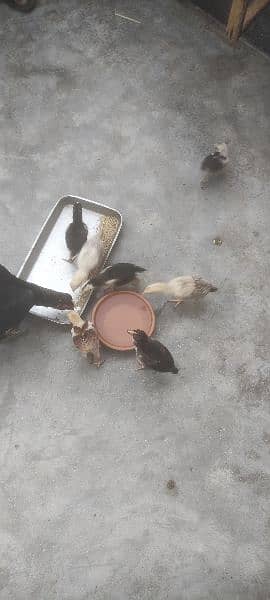 Lasani hen with chicks 3