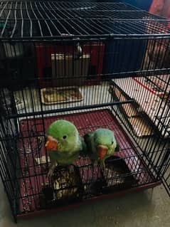 Raw parrot pair 3 months
