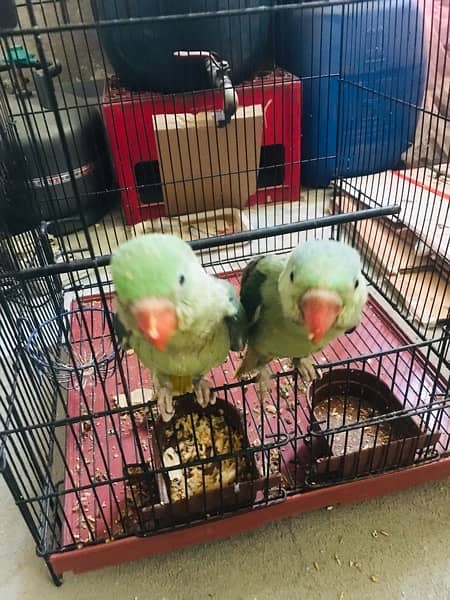 Raw parrot pair 3 months 2