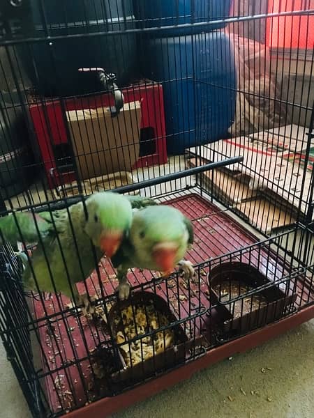 Raw parrot pair 3 months 3
