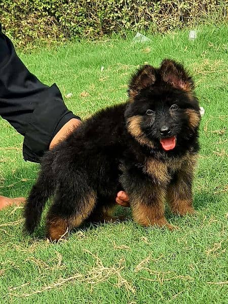 king German shepherd puppies 1