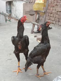pure black oh Shamo chicks and eggs sale
