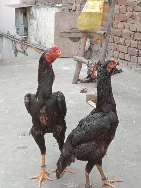 pure black oh Shamo chicks and eggs sale 1