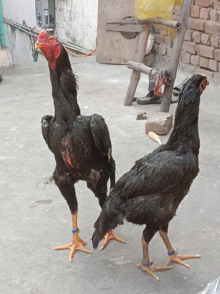 pure black oh Shamo chicks and eggs sale 2