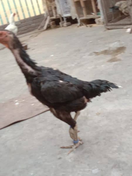 pure black oh Shamo chicks and eggs sale 6