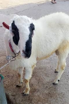 sheep | Dumba For Sale