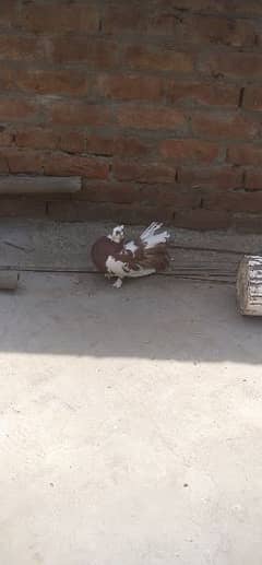 laka Pigeon