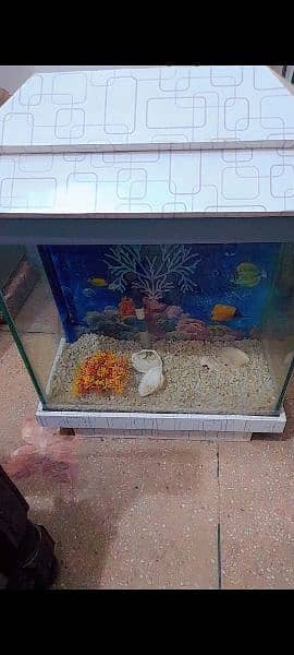 aquarium 2 x 1.5 feet (flexible price) 1