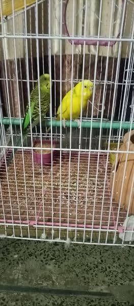 Australian parrot urgent sale 2