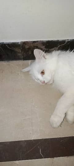 female cat for sale blue and yellow eyes
