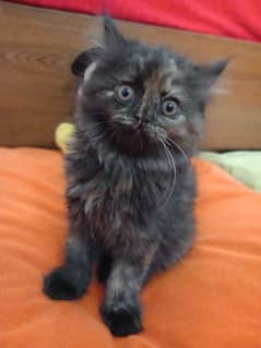 Multi colored triple coat Persian cat/kitten