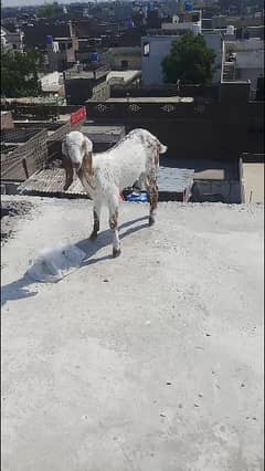 bakra for sale 2 dat. . path for sale 2 dant . path for sale 3 month. 0