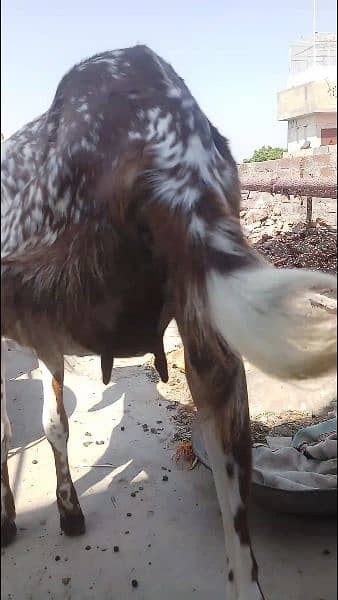 bakra for sale 2 dat. . path for sale 2 dant . path for sale 3 month. 2