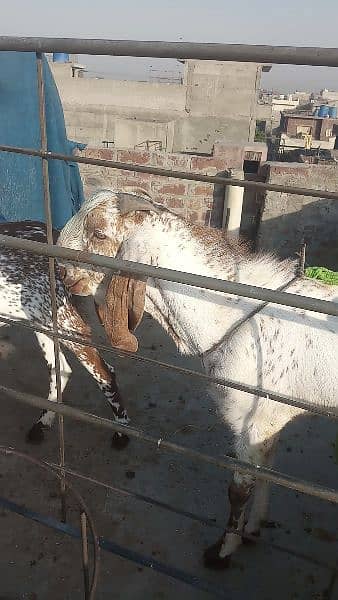 bakra for sale 2 dat. . path for sale 2 dant . path for sale 3 month. 3