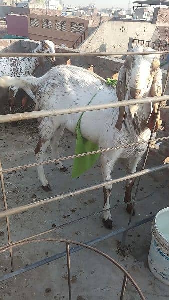 bakra for sale 2 dat. . path for sale 2 dant . path for sale 3 month. 4