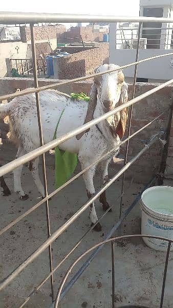 bakra for sale 2 dat. . path for sale 2 dant . path for sale 3 month. 5