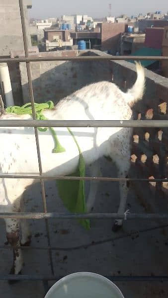 bakra for sale 2 dat. . path for sale 2 dant . path for sale 3 month. 6