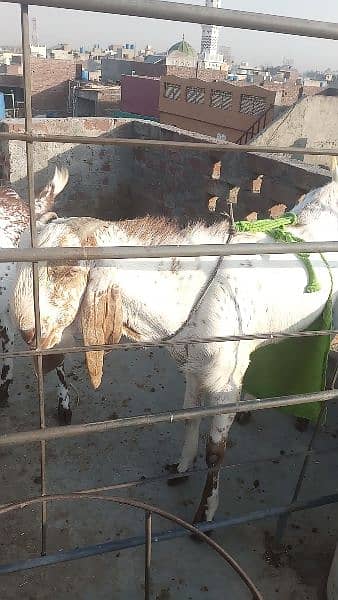 bakra for sale 2 dat. . path for sale 2 dant . path for sale 3 month. 7