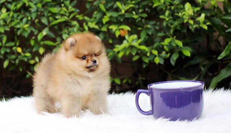 Pomeranian Teacup Poms 1