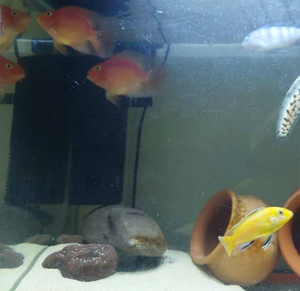 Parrot fish and cichlids 2